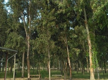 Adana-Seyhan-Çıldırım İlkokulu fotoğrafı